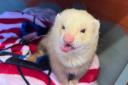 The SSPCA has issued an appeal after two ferrets were found at the side of a Fife road.