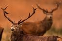 Farmer spearheads bid to export deer antlers for Chinese medicine