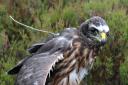 This hen harrier is among those tagged this year. Picture: RSPB