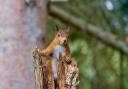 Red squirrels are being kept safe in Saline and Steelend. Photo: Pixabay.