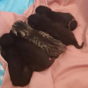 The kittens were rescued from the chimney following a multi-agency response
