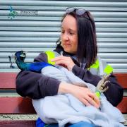 Carlyn Cane, one of the volunteers from the Peacocks in Pittencrieff Park group, looking after Louis, who was badly injured in the attack on the aviary.