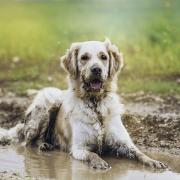 Vets have warned dog owners to keep their pets away from puddles and stagnant water due to the health risks