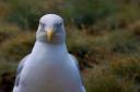 A Pitcorthie resident says locals are facing a growing issue with gulls.