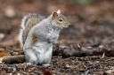Opinion: Write to our MP and stop Westminster killing our grey squirrels