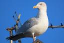 OPINION: Seagulls are nothing but flying vermin and it's time they were dealt with