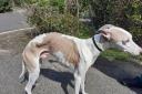 The Scottish SPCA said Preston, a seven-year-old whippet, was 'emaciated' and his owner had caused the dog 'unnecessary suffering'. Photo: SSPCA.