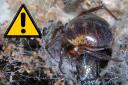 False widow spider warning as experts fear poisonous spiders could invade UK homes. (PA)