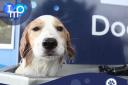 IMO Car Wash launches its first UK Dog Wash