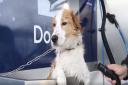 Adorable video from IMO Car Wash shows dog enjoying their new facility.