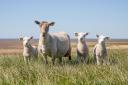 'Advanced sheep reproduction and veterinary centre' to open in West Fife
