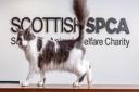 Image: Scottish SPCA
