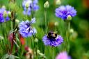 The Dobbies event is looking at pollinator plants and how to turn gardens into bee paradises. Image: Dobbies