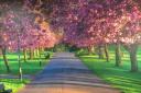 Pittencrieff Park has been named in the top 10 UK locations for cherry blossom.