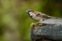 Dobbies the RSPB want West Fifers to encourage House Sparrows to their gardens. Photo: RSPB