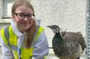 Kerry Duncanson, 16, is a volunteer with the Peacocks in Pittencrieff Park group is to receive an award for her knowledge of animal care. Photo: Carlyn Cane/Peacocks in Pittencrieff Park.