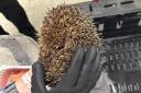 The hedgehog, now named Otto, was cared for by Asda staff.