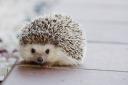 Forth Hedgehog Hospital says wheelie bin stickers could help to cut down on the number of hedgehogs killed on Fife's roads.