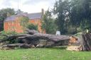 This old tree in Pittencrieff Park fell victim to Storm Babet this morning.