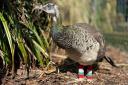 Charley the peahen will be featured posthumously in the Cbeebies show.