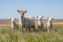 A firm hopes to add an extension to their sheep reproduction and veterinary centre near Hillend.