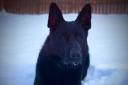 Police Dog Ihm who helped track down a missing patient in Fife.