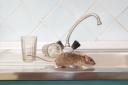 Rats and mice might try to find their way into your home - here's how to prevent this from happening