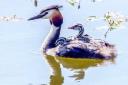 A pair of great crested grebes have nested at Townhill Loch. Photo: Arthur Allan.