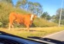 Cows were spotted on the road near Crossgates on Thursday morning. Pic: Fife Jammer Locations