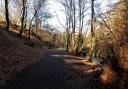 Autumn walking path in Valleyfield Woodland Park