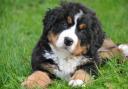 The site will provide breeding facilities for Bernese Mountain Dogs, Japanese Akitas, and St Bernard's. Photo: Pixabay.