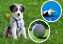 Superglue and a golf ball were among the strangest items eaten by dogs in 2022, vets revealed