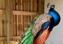 Hamish, one of Dunfermline's beloved peacocks, caused a fair bit of concern after going missing over the weekend.