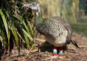Charley the peahen has died. She lived at home with volunteer Carlyn Cane due to deformities in her legs.