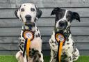 Canine critics Darcy & Darla were last year's winners.