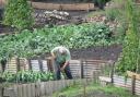 Growing pains. The demand for an allotment is highest in the Dunfermline area.