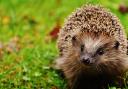 More than £700 was raised for Rosyth's Forth Hedgehog Hospital.
