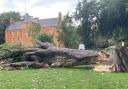 This old tree in Pittencrieff Park fell victim to Storm Babet this morning.