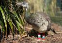Charley the peahen will be featured posthumously in the Cbeebies show.