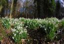 Valleyfield Woodland Park is full of snowdrops at this time of year.