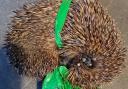 The hedgehog was caught in a dog waste bag.