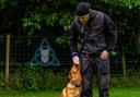 Ghost Force offers behaviour consultation, one-to-one in person sessions, focus days, and training, including puppy training.