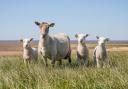 Permission has been granted to expand a sheep reproduction and vet centre in West Fife.