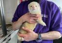 The SSPCA is appealing for information about this ferret.