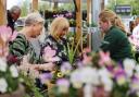 Dobbies’ Dunfermline branch is to offer a free Grow How session on summer bedding plants.