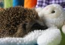 A fundraiser for the Forth Hedgehog Hospital will take place this Sunday.