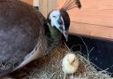 The peacocks in Pittencrieff Park are celebrating the arrival of a new peachick.