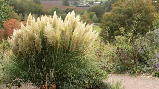 The pampas grass caused outrage in Crossford!