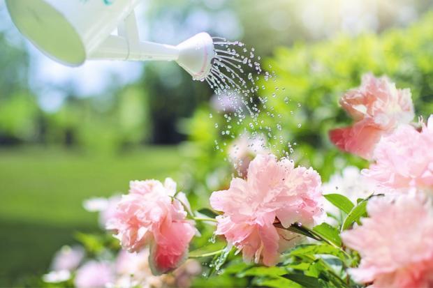 Dunfermline Press: A watering can watering some pink flowers. Credit: Canva