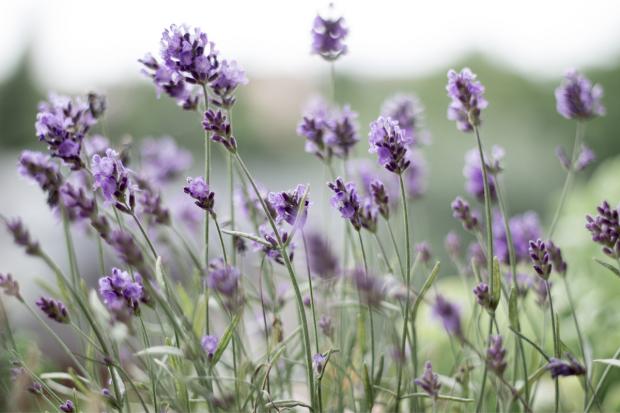 Dunfermline Press: Lavender field. Credit: Canva